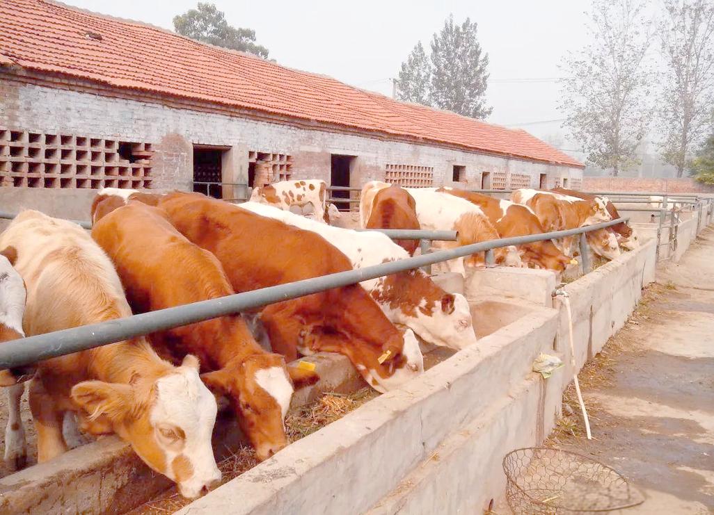 云南农村肉牛养殖技术有哪些要点?-图2 云南农村肉牛养殖技术有哪些要点?-图2