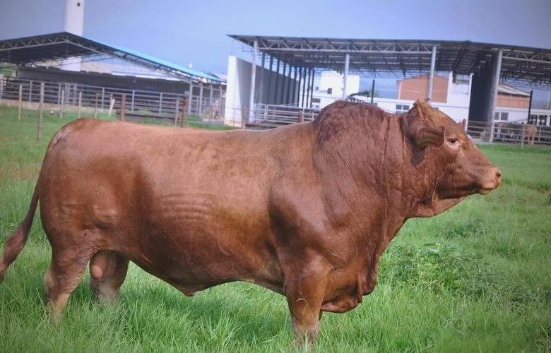 云南农村肉牛养殖技术有哪些要点?-图3 云南农村肉牛养殖技术有哪些要点?-图3