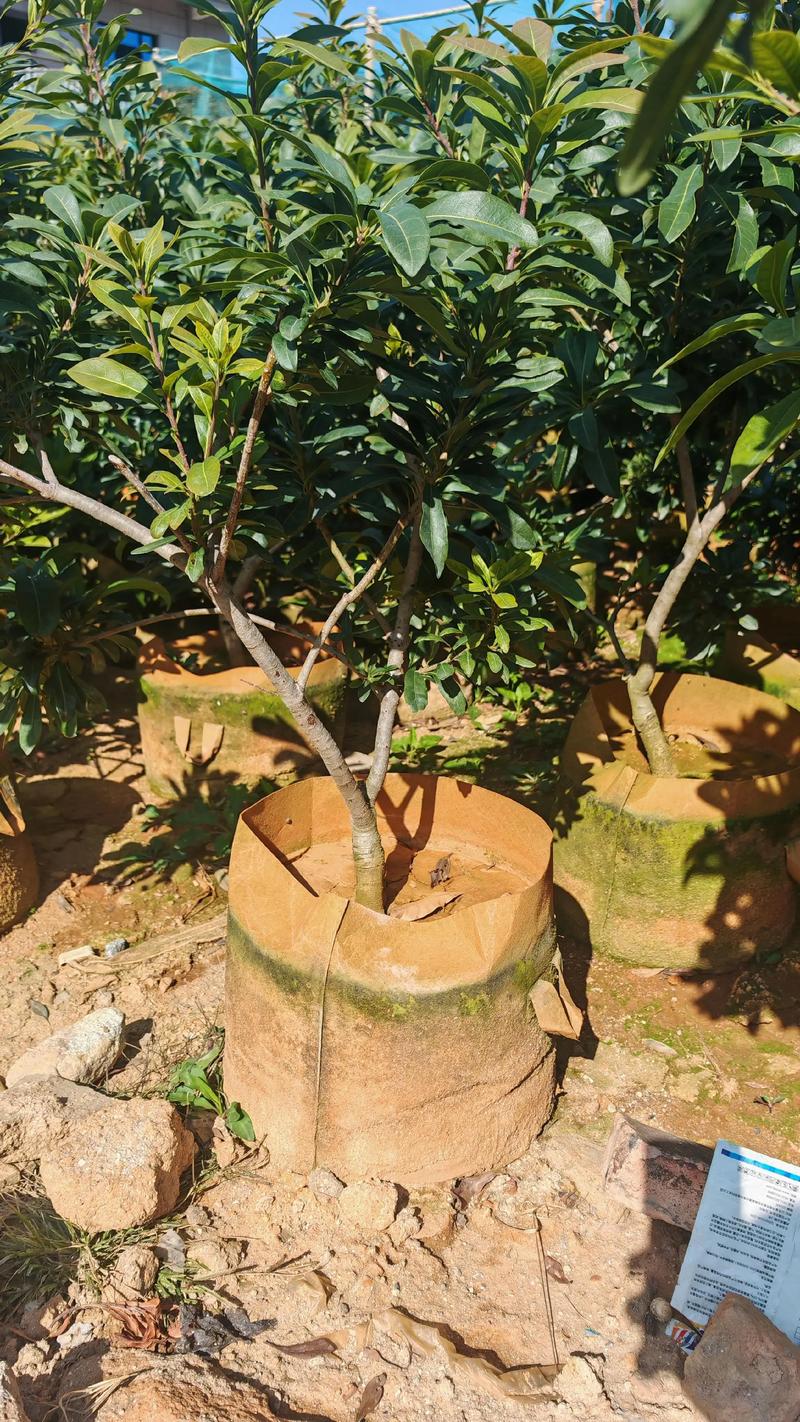 同品种果树嫁接可行吗?-图1 同品种果树嫁接可行吗?-图1