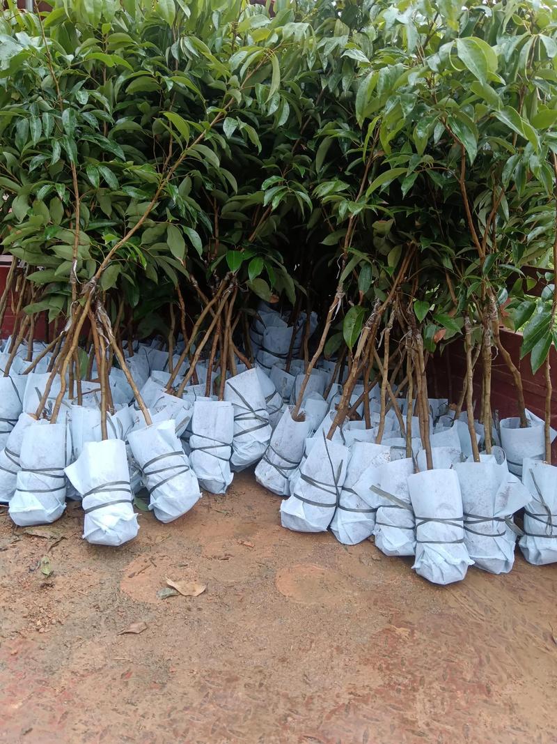 同品种果树嫁接可行吗?-图2 同品种果树嫁接可行吗?-图2