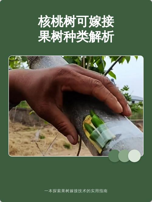 同品种果树嫁接可行吗?-图3 同品种果树嫁接可行吗?-图3