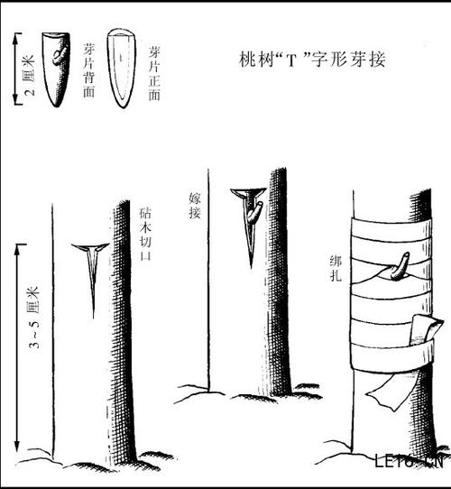 核桃大树嫁接技术图解-图2 核桃大树嫁接技术图解-图2