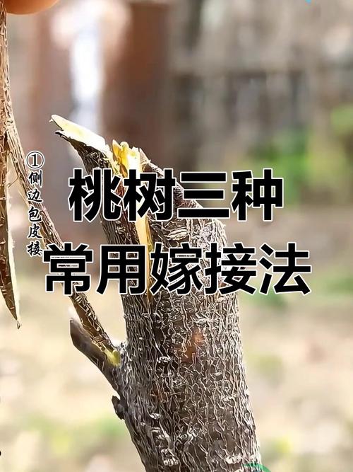 核桃大树嫁接技术图解-图1 核桃大树嫁接技术图解-图1