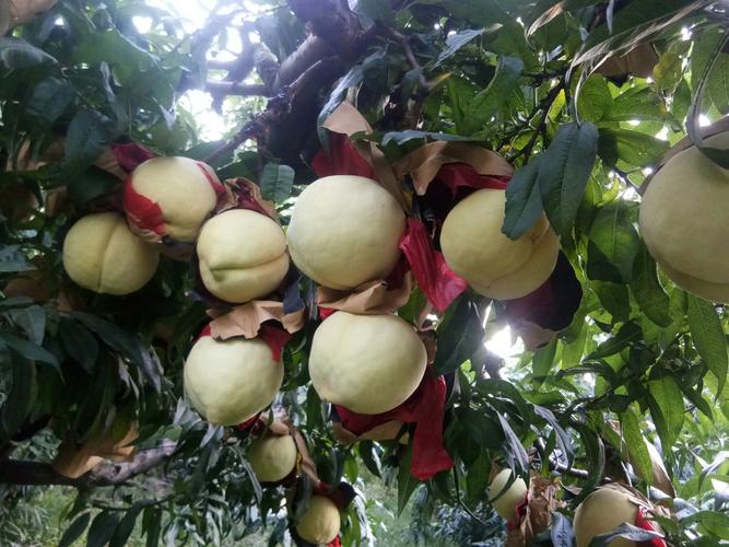 中华寿桃种植技术视频怎么学?-图2 中华寿桃种植技术视频怎么学?-图2