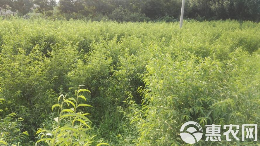 中华寿桃种植技术视频怎么学?-图3 中华寿桃种植技术视频怎么学?-图3