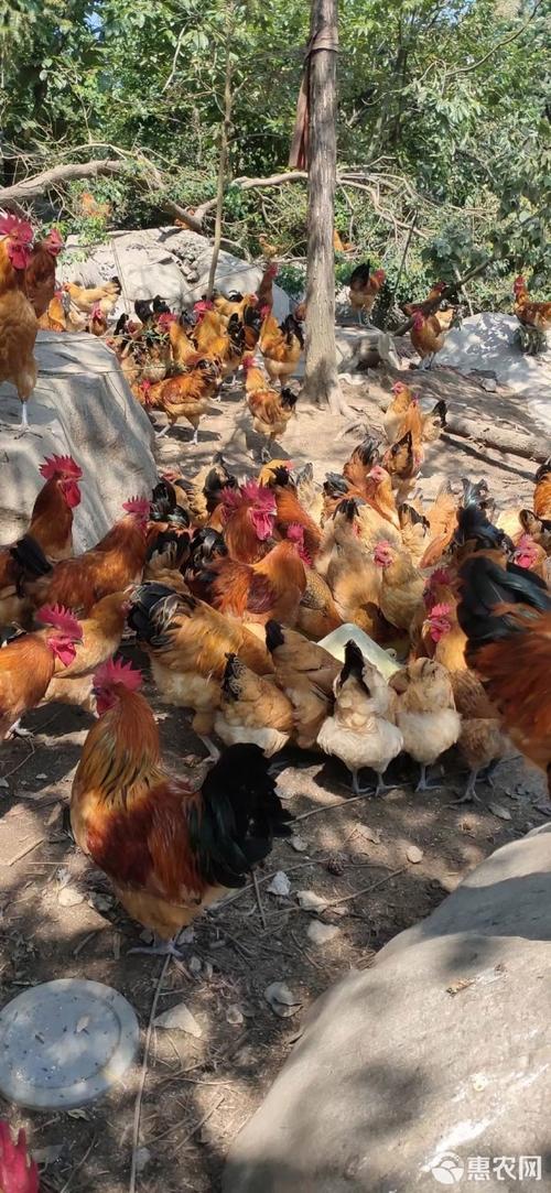 青脚红羽鸡是哪个品种？-图2