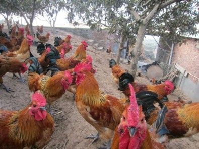 青脚红羽鸡是哪个品种？-图1