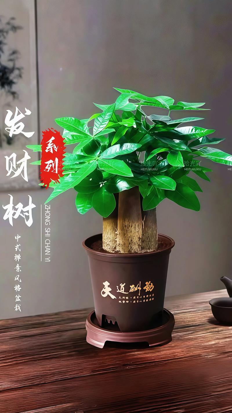 哪种品种的发财树最好养?-图1 哪种品种的发财树最好养?-图1