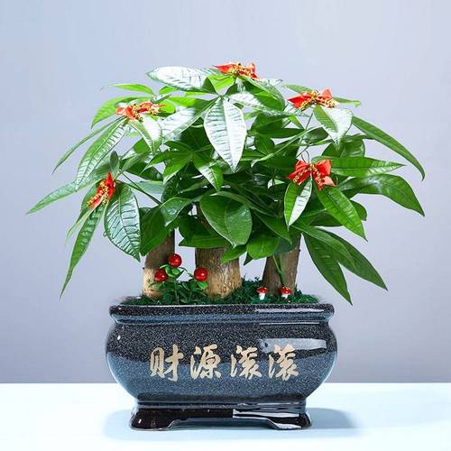哪种品种的发财树最好养?-图2 哪种品种的发财树最好养?-图2
