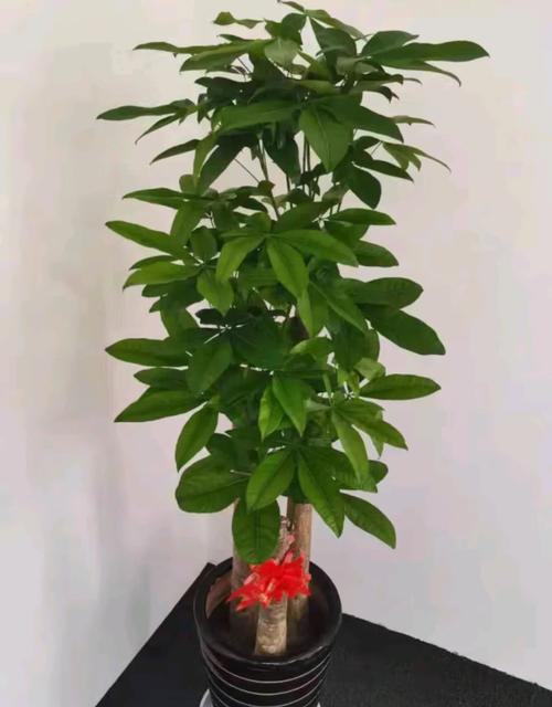 哪种品种的发财树最好养?-图3 哪种品种的发财树最好养?-图3