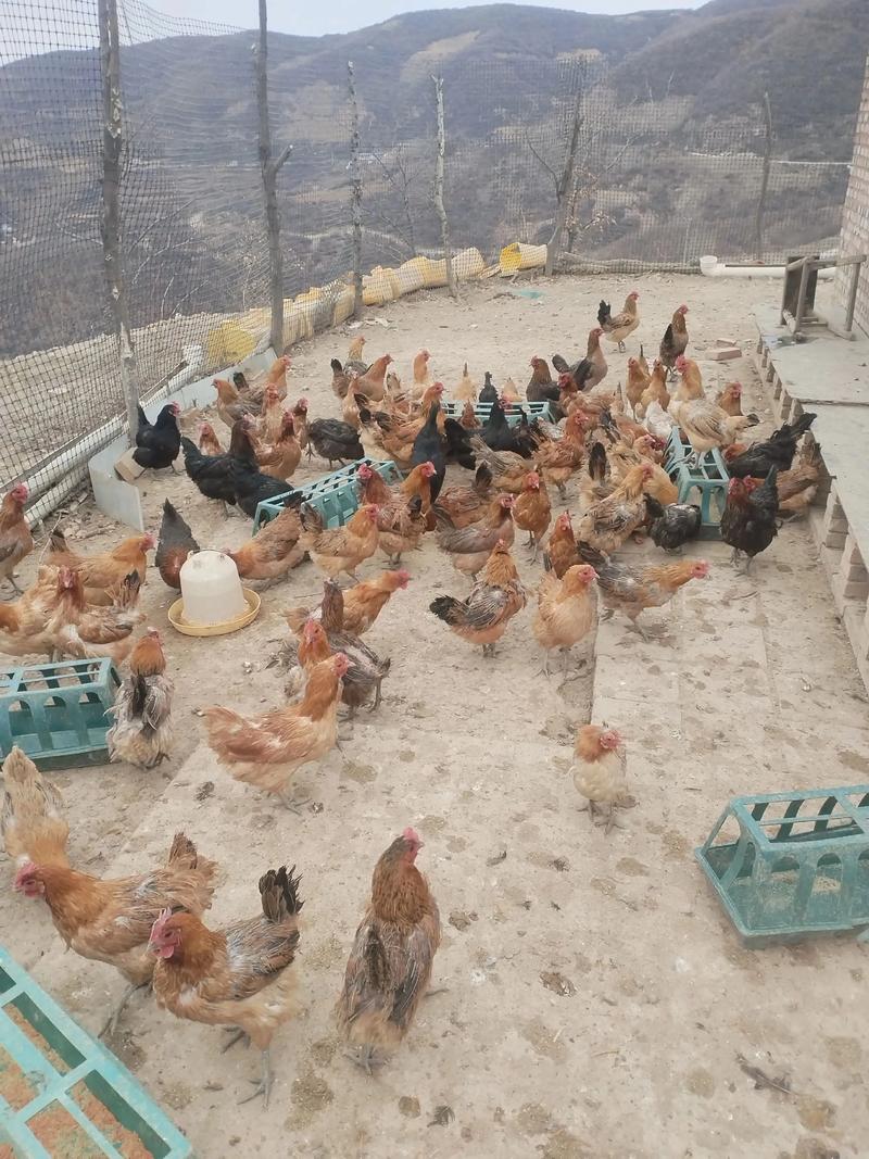 土鸡养殖技术视频哪里能下载？-图1