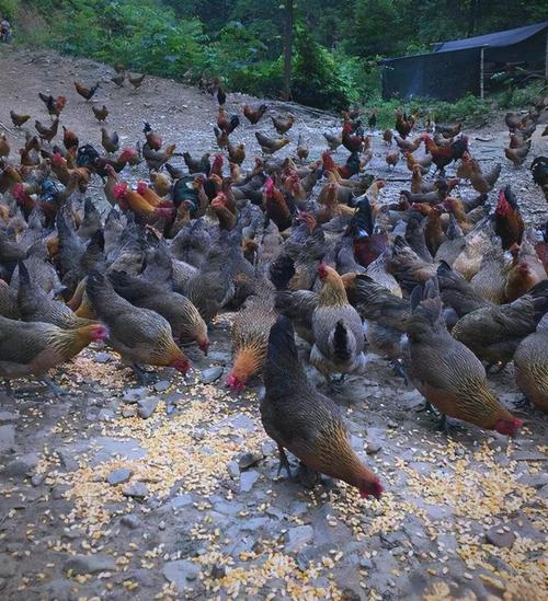 土鸡养殖技术视频哪里能下载？-图2