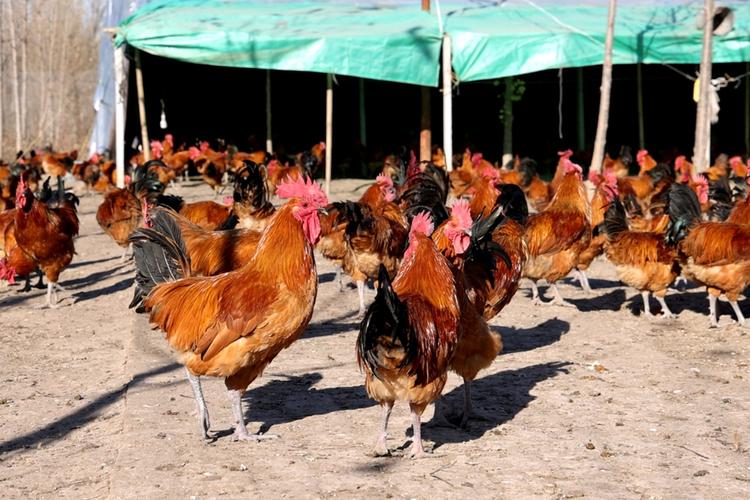 土鸡养殖技术视频哪里能下载？-图3