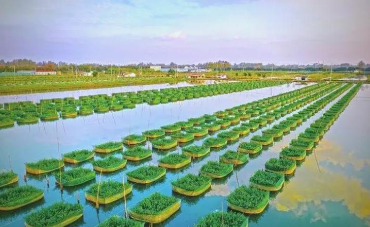 网箱鳝鱼养殖技术视频-图2