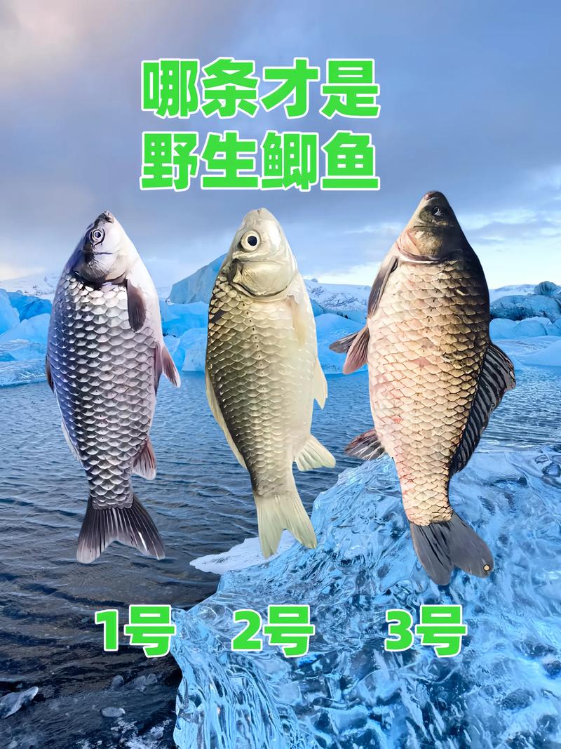 2025年全国鲫鱼价格会涨还是跌？-图1