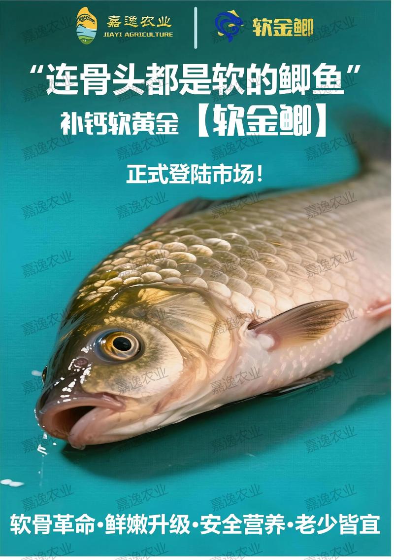 2025年全国鲫鱼价格会涨还是跌？-图2