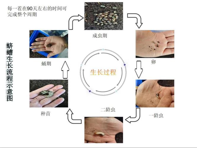 蚯蚓养殖技术生长周期-图1