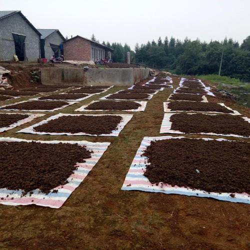 蚯蚓养殖技术生长周期-图2