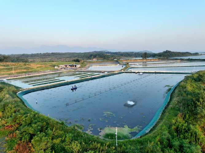 河蟹养殖池塘准备关键步骤有哪些？-图1