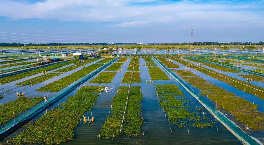 河蟹养殖池塘准备关键步骤有哪些？-图2