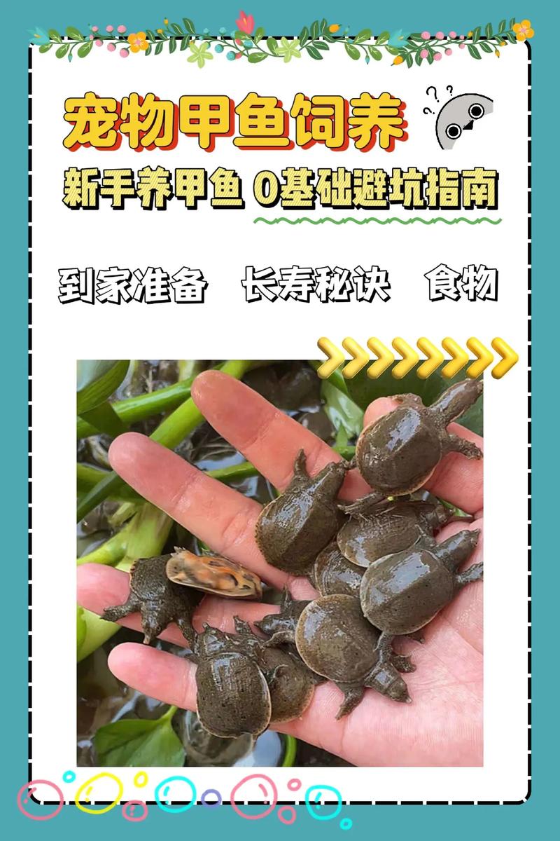 甲鱼养殖技术视频,新手能学会吗?-图1 甲鱼养殖技术视频,新手能学会吗?-图1