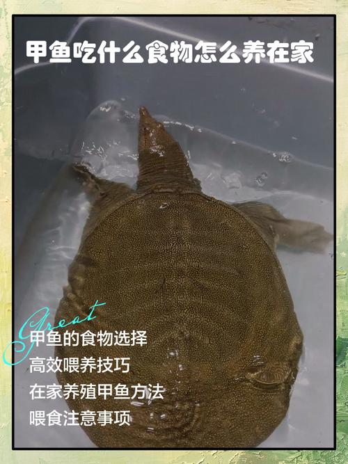 甲鱼养殖技术视频,新手能学会吗?-图2 甲鱼养殖技术视频,新手能学会吗?-图2