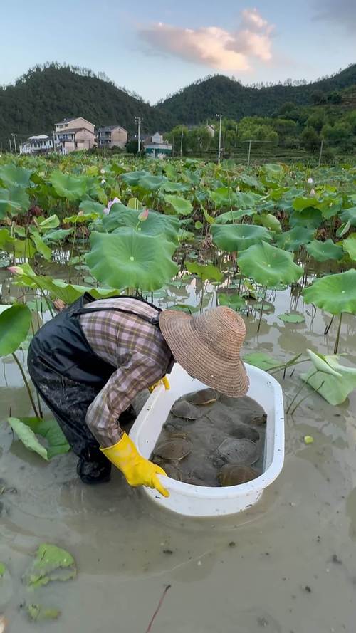 甲鱼养殖技术视频,新手能学会吗?-图3 甲鱼养殖技术视频,新手能学会吗?-图3