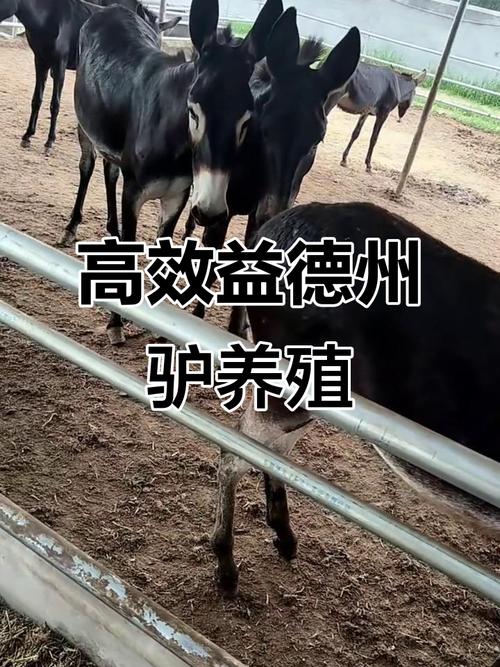 什么品种肉驴好养又好长?-图1 什么品种肉驴好养又好长?-图1
