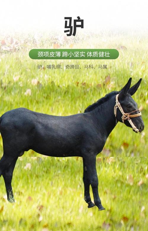 什么品种肉驴好养又好长?-图3 什么品种肉驴好养又好长?-图3