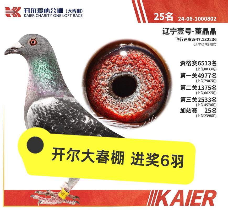 2025肉鸽价格走势如何？-图2