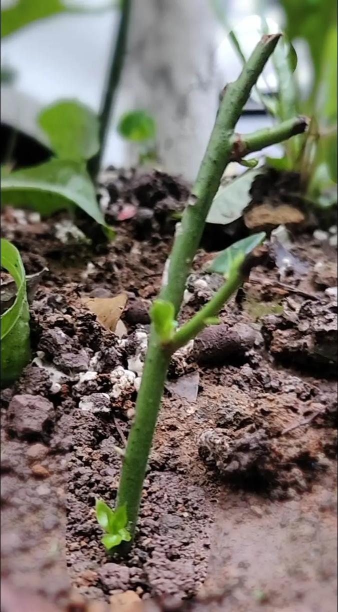 蓝莓嫩枝扦插繁殖技术-图1 蓝莓嫩枝扦插繁殖技术-图1