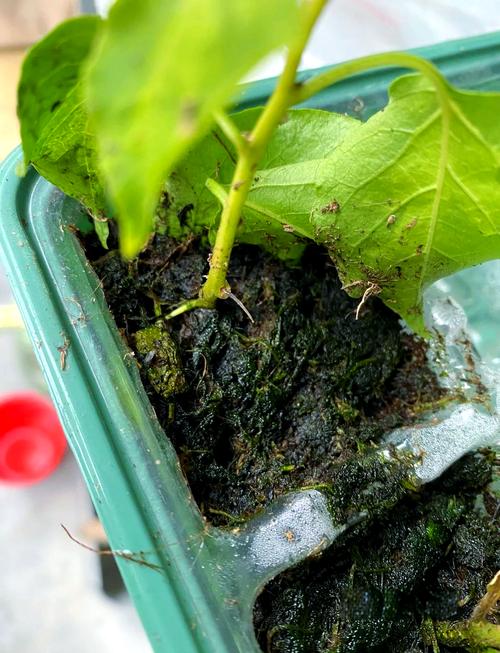 蓝莓嫩枝扦插繁殖技术-图2 蓝莓嫩枝扦插繁殖技术-图2