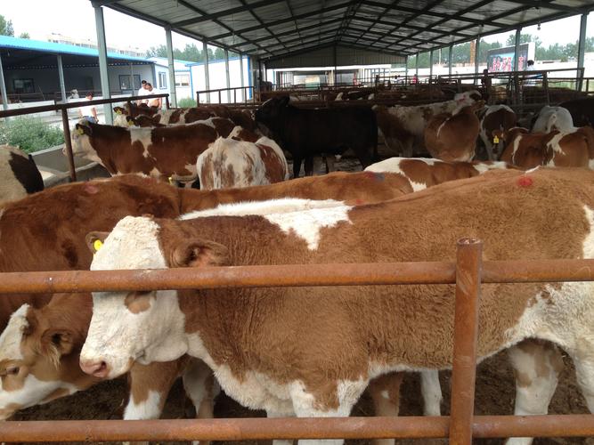 养殖业最稀少的品种究竟有多稀缺？-图1