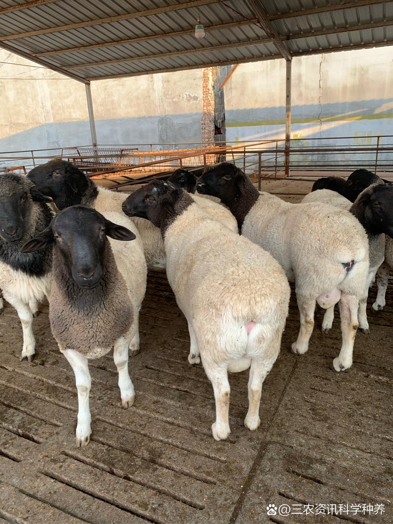 养殖业最稀少的品种究竟有多稀缺？-图2