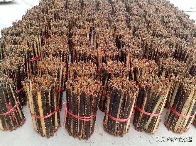 野生蜈蚣2025价格会涨还是跌？-图1