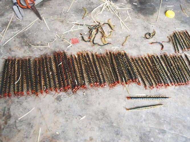 野生蜈蚣2025价格会涨还是跌？-图2