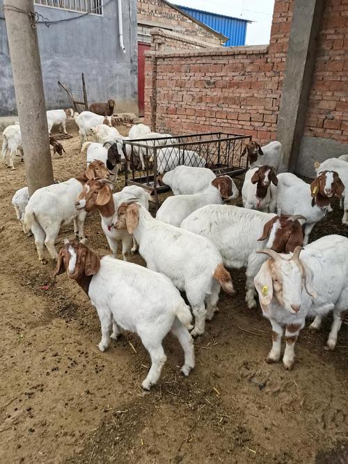 肉山羊品种选哪个好？-图1