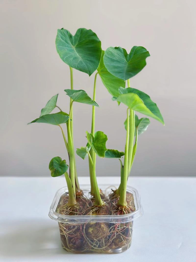 春季大棚芋头种植技术要点有哪些？-图1