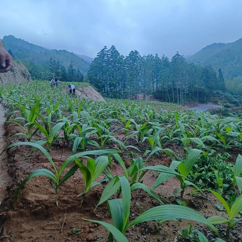白芨大棚种植技术视频怎么学？-图1