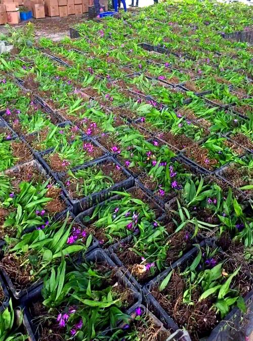 白芨大棚种植技术视频怎么学？-图2