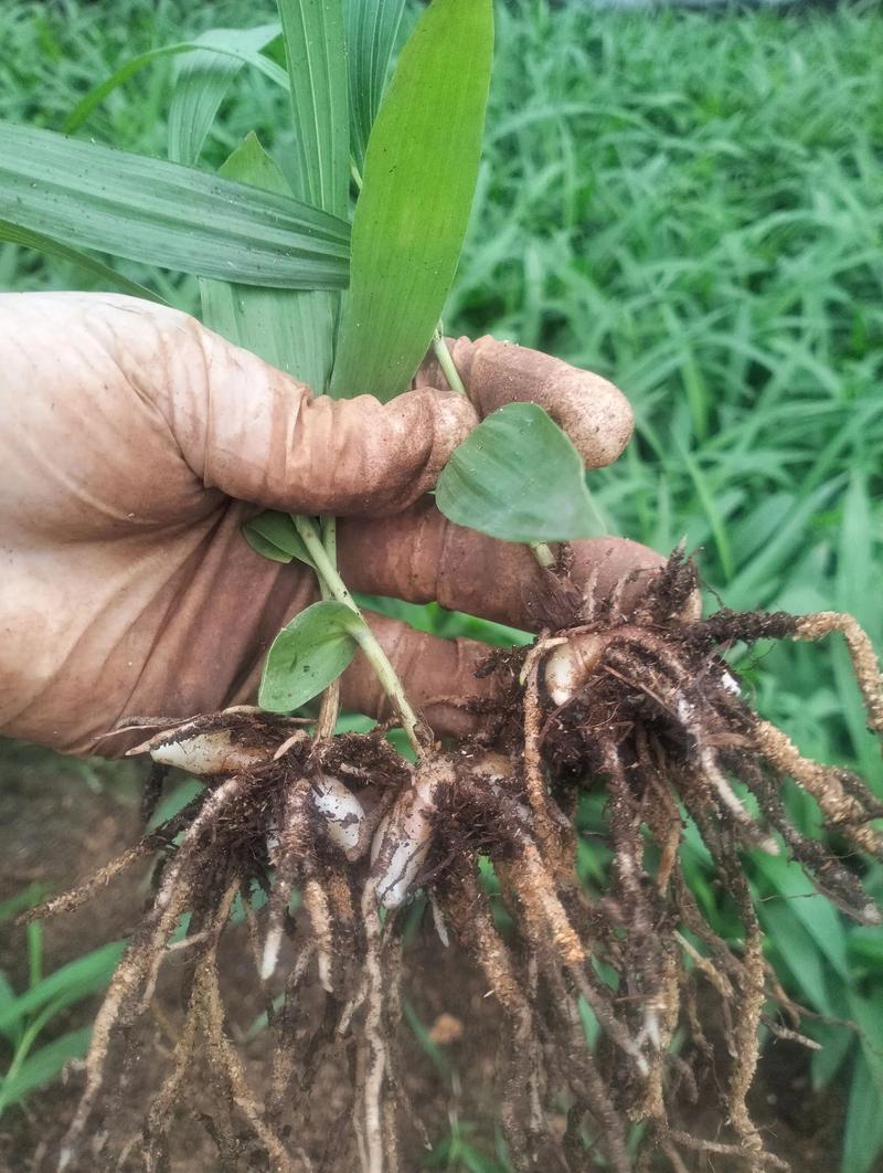 白芨大棚种植技术视频怎么学？-图3