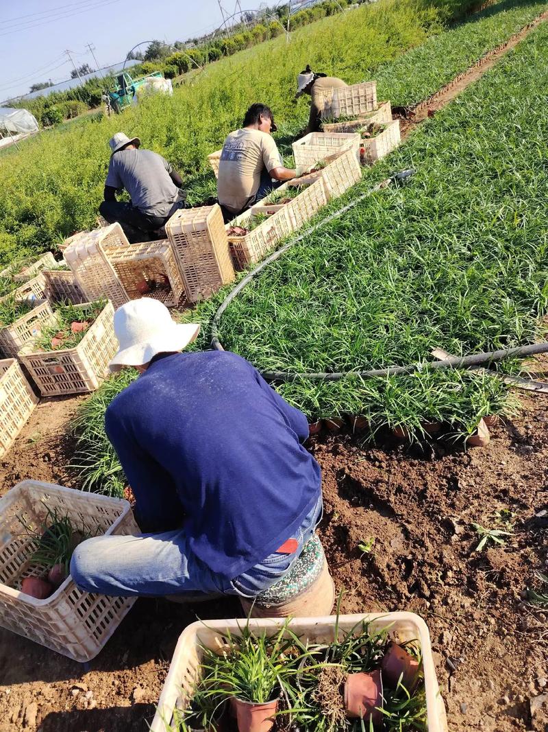 如何掌握三七栽培管理技术?-图1 如何掌握三七栽培管理技术?-图1