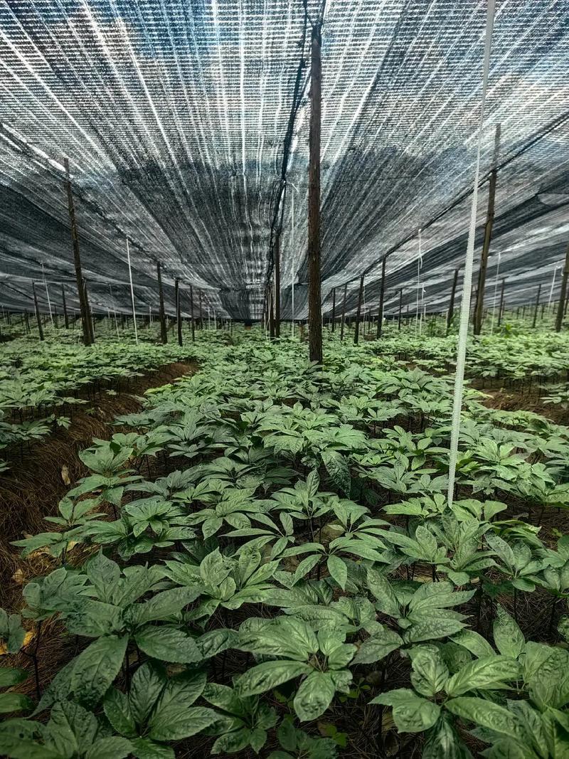 如何掌握三七栽培管理技术?-图2 如何掌握三七栽培管理技术?-图2