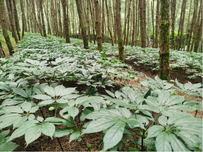 如何掌握三七栽培管理技术？-图3