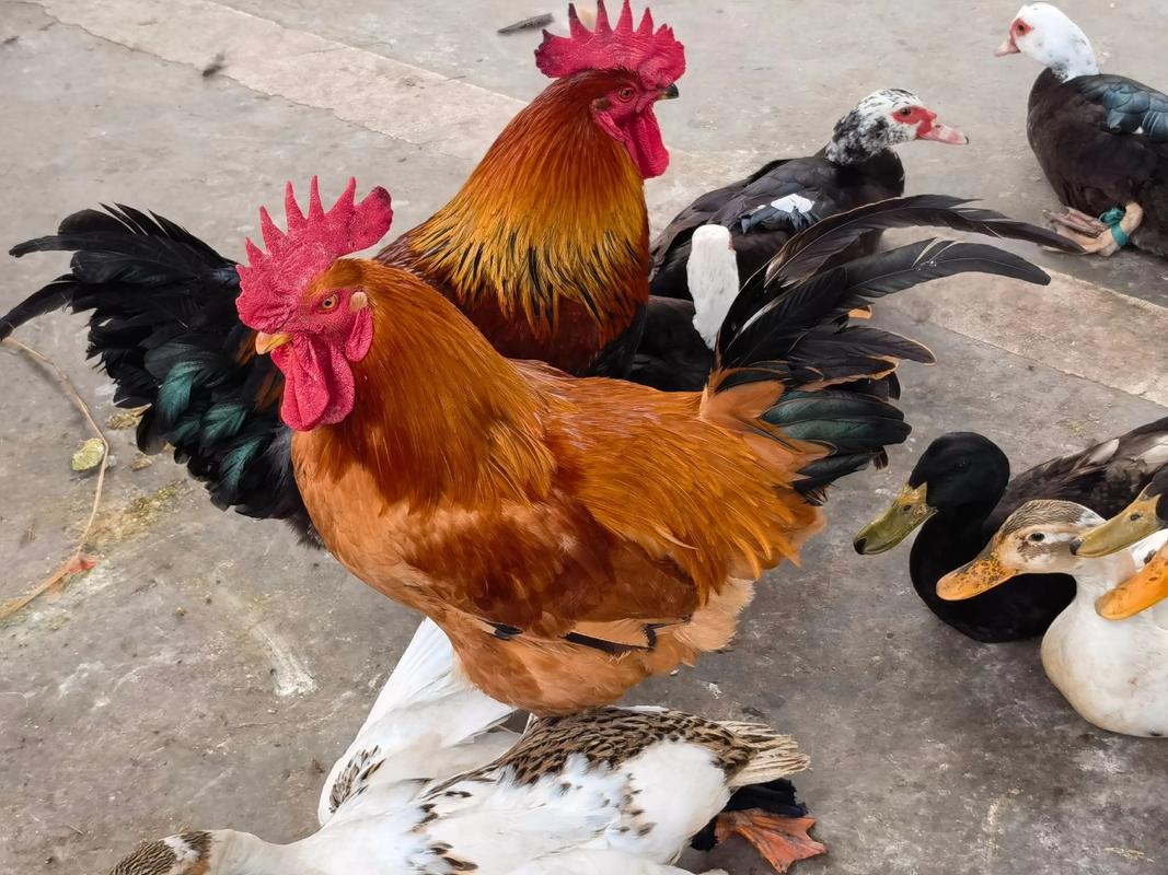 生态放养土鸡，技术要点有哪些？-图1