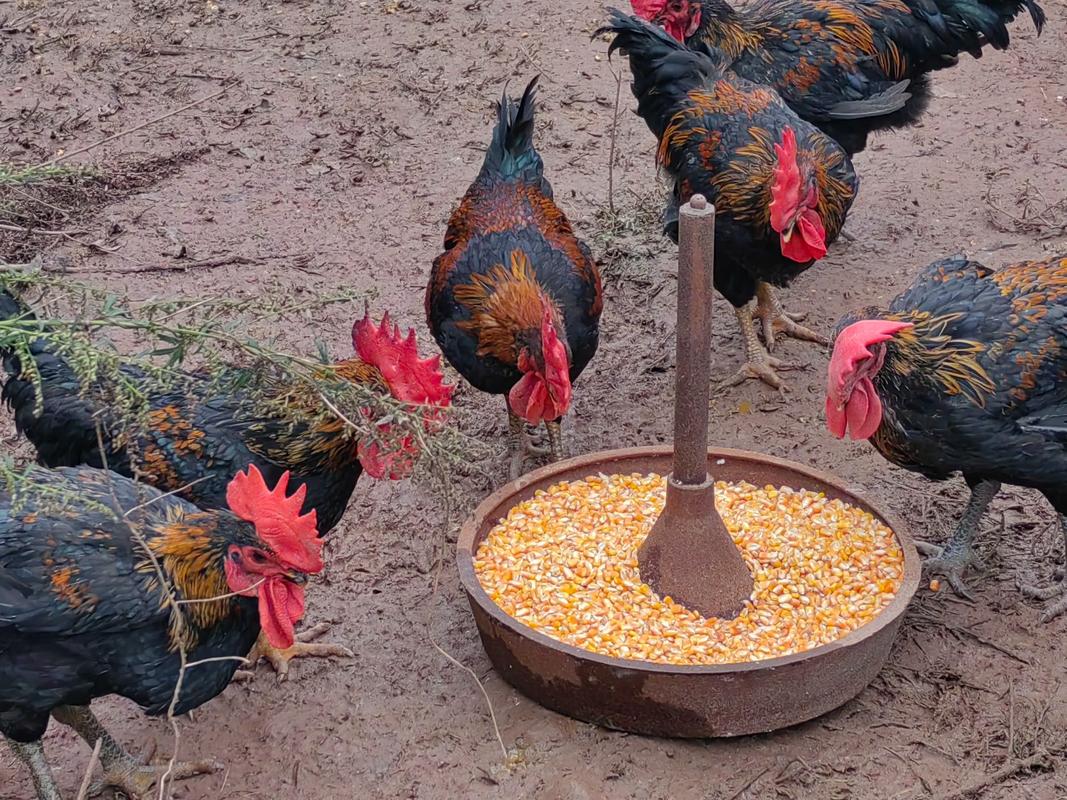 生态放养土鸡，技术要点有哪些？-图2