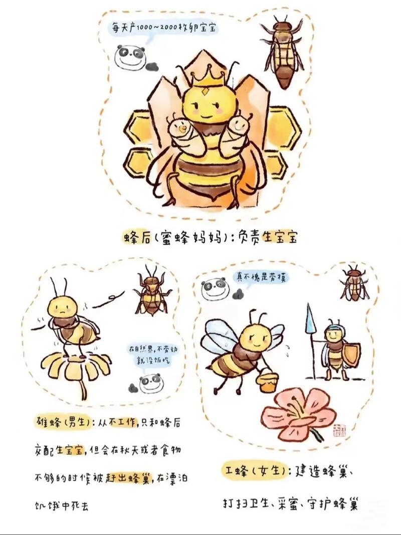 春季蜜蜂繁殖，最佳技术有哪些关键？-图2