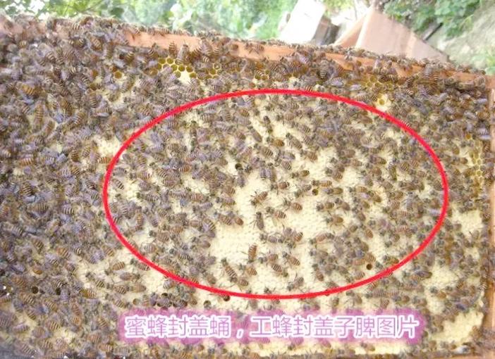 春季蜜蜂繁殖，最佳技术有哪些关键？-图3