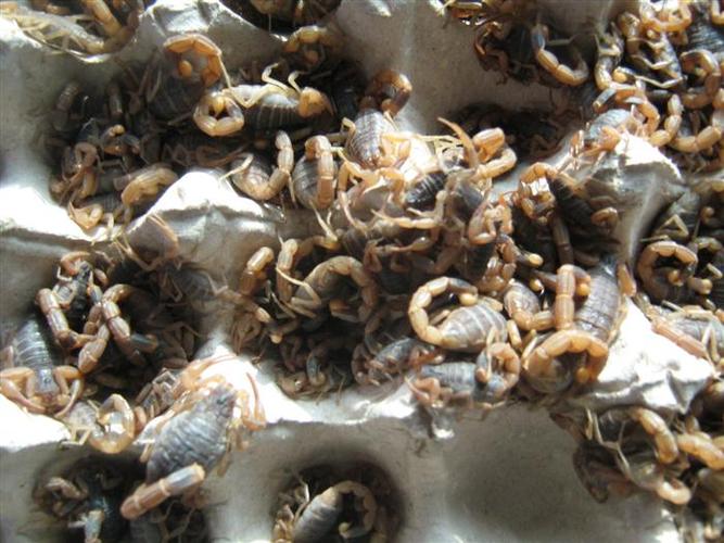 邢台野生蝎子养殖技术要点有哪些？-图2