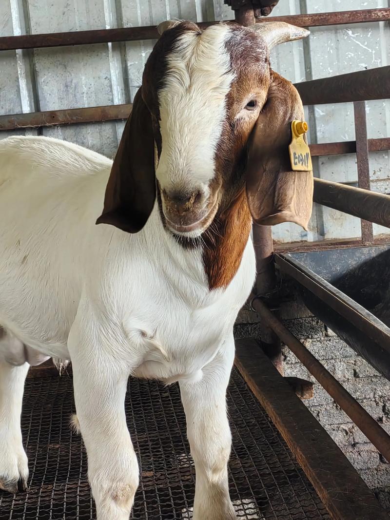 纯种波尔山羊养殖技术要点有哪些？-图2